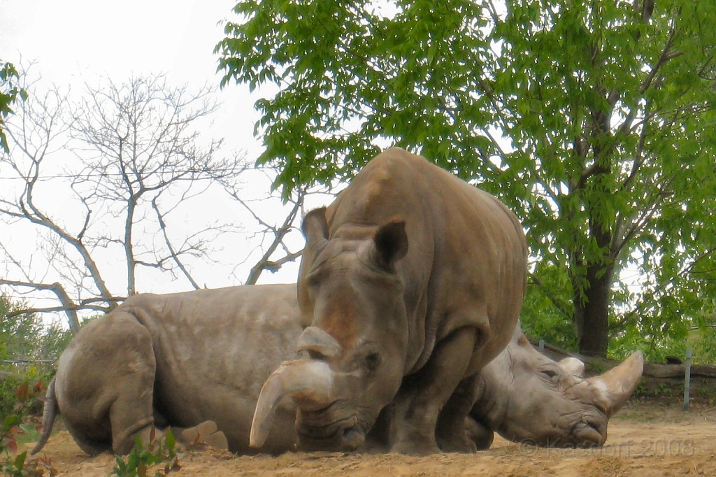 Dart Frog Dash 08 0616.jpg - Notice anything unusual in this photo?